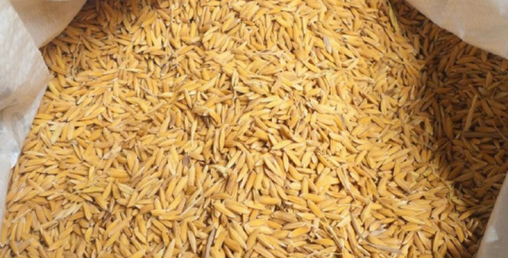 तनहुँमा कृषकलाई धानको बिउ वितरण
